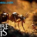 تحميل Empire of the Ants برابط مباشر (v1.03.19990)